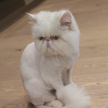 Showered Pets Mobile Grooming - AFTER: Notice how clean his face, especially his eyes, are. - Pet Groomers Near Me