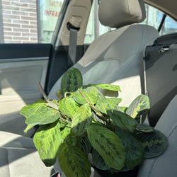Lazlo Plants - Red prayer plant.