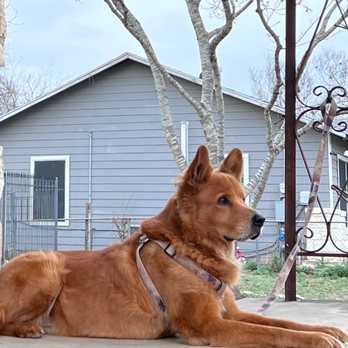 Gabriel's Wine & Spirits - Dog - Beer, Wine & Spirits Near Me - San Antonio, Texas Gabriel's Wine & Spirits - Dog - Beer, Wine & Spirits Near Me - San Antonio, Texas