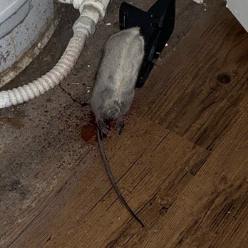 Valiant Residential - Yep another rat - Property Management Near Me Valiant Residential - Yep another rat - Property Management Near Me
