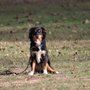 Photo of Circle K9