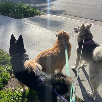 Great Dogs Adventure - Walking with friends! - Pet Boarding Near Me Great Dogs Adventure - Walking with friends! - Pet Boarding Near Me