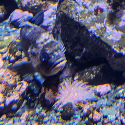 Alaska SeaLife Center by null