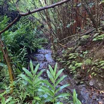 Manana Trail - Hiking Near Me Manana Trail - Hiking Near Me