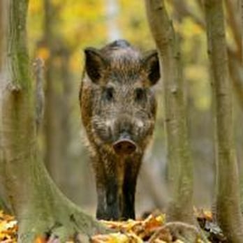Wildlife Control Management LLC - Wild Hog - Pest Control Near Me - Dublin, California Wildlife Control Management LLC - Wild Hog - Pest Control Near Me - Dublin, California