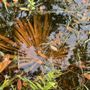 Photo of Audubon Newhall Nature Preserve