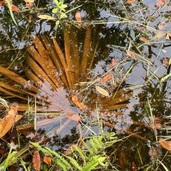 Audubon Newhall Nature Preserve