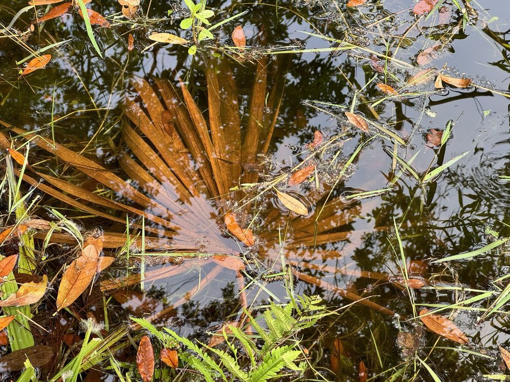 Audubon Newhall Nature Preserve Image