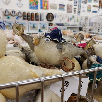 Ben Franklin Souvenirs - PUFFERFISHHHHH - Souvenir Shops Near Me - Nags Head, North Carolina
