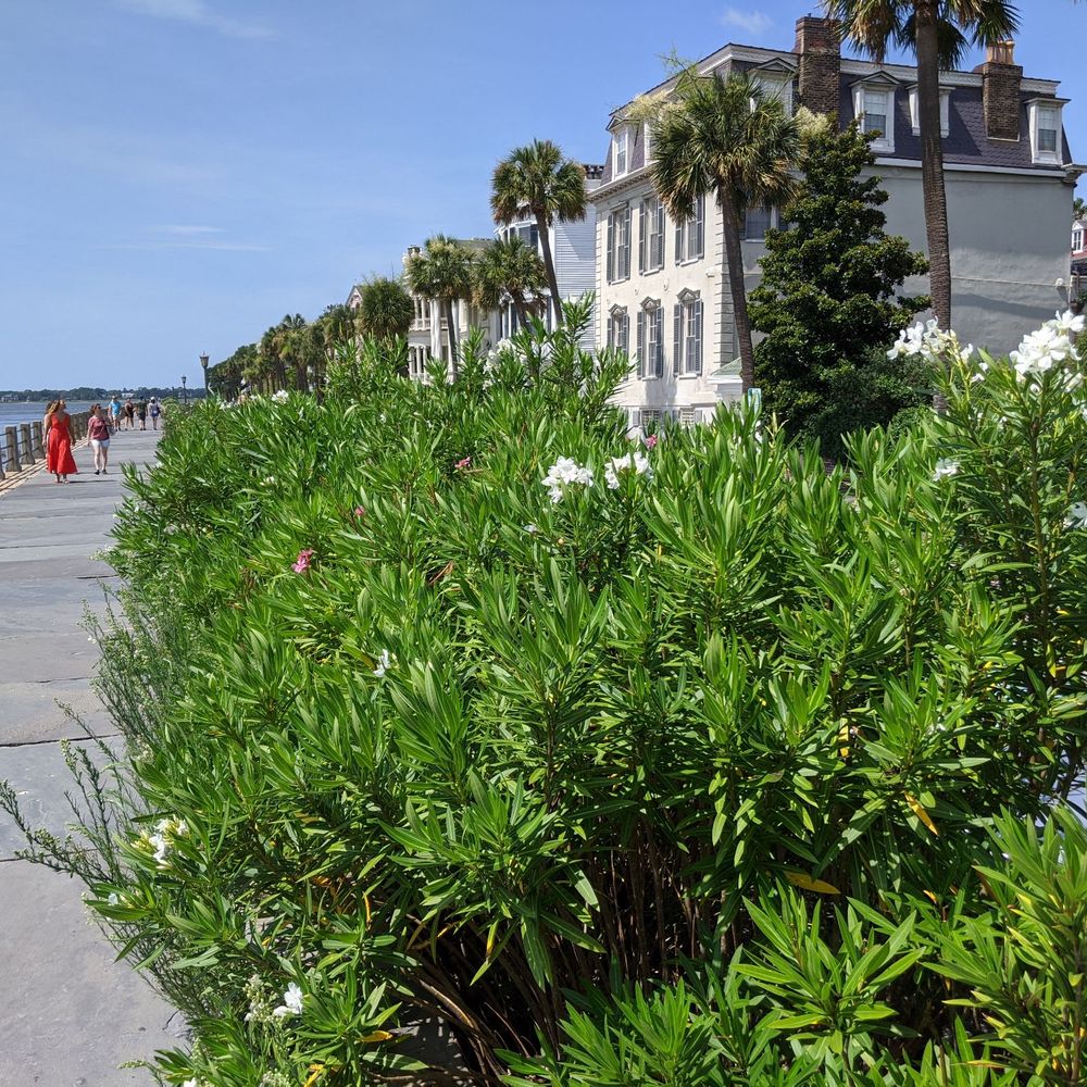 Battery - The Battery - Parks Near Me - Charleston, South Carolina