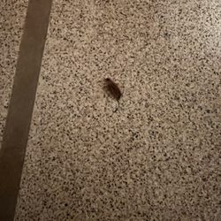 Charray Inn - Dead roach