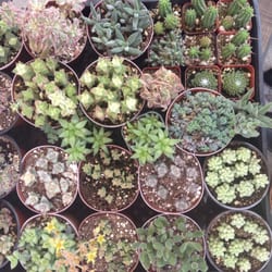 Amalia's Succulents - Succulents for days at Amalia's. Beautiful, reasonably priced, friendly and sweet owner.