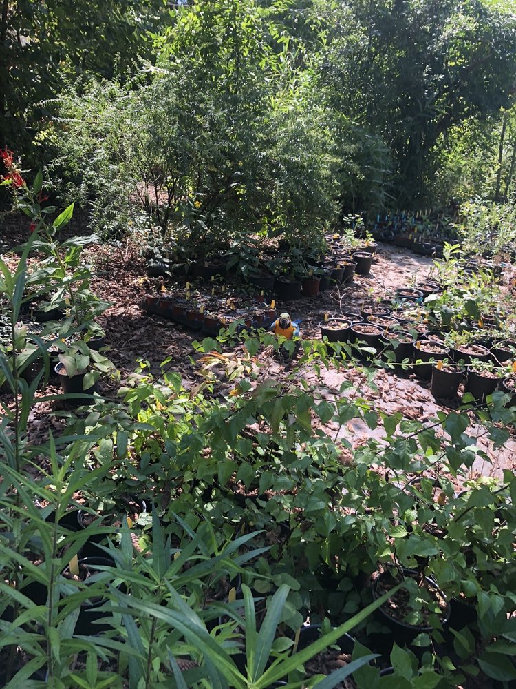 NEARLY NATIVE NURSERY Updated October 2024 776 McBride Rd