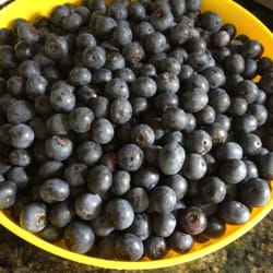The Blueberry Patch - 5 lbs. of fresh-picked blueberries