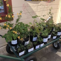 Redwood Farm & Garden - We carry some native plants.