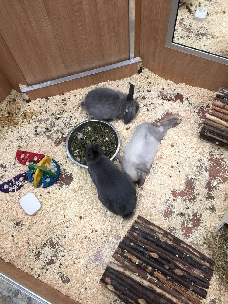 PETS AT HOME Updated June 2024 Palace Grounds Road, Hamilton, South