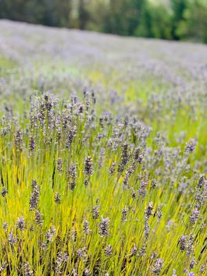 Monte-Bellaria di California by null