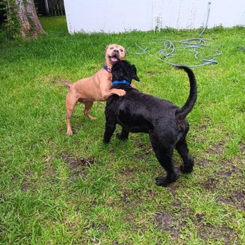 T-Bones Pet Care - Roo was right at home - Pet Sitting Near Me - Jacksonville, Florida T-Bones Pet Care - Roo was right at home - Pet Sitting Near Me - Jacksonville, Florida
