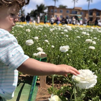 The Flower Fields - Venues & Event Spaces Near Me - Carlsbad, California The Flower Fields - Venues & Event Spaces Near Me - Carlsbad, California