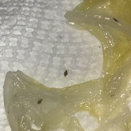 Small bugs in the Wonton Soup/ Small bugs in the Wonton Soup/