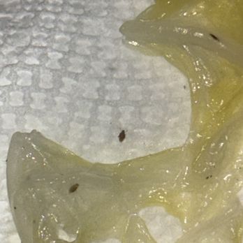 Jade Garden - Small bugs in the Wonton Soup/ - Chinese Near Me - Napa, California Jade Garden - Small bugs in the Wonton Soup/ - Chinese Near Me - Napa, California