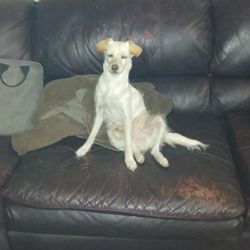 McCrary Veterinary Hospital - This is My little Skye [BUG]. 61/2 YRS OLD, BEEN TOGETHER SINCE SHE OPENED HER EYES..DADDY'S BEST BEST FRIEND & NOT ASHAMED TO ADMIT IT.