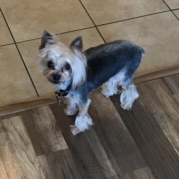 Pretty Paws Pet Grooming - Versace - Pet Groomers Near Me - Las Vegas, Nevada Pretty Paws Pet Grooming - Versace - Pet Groomers Near Me - Las Vegas, Nevada