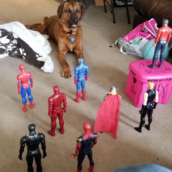 Pet Supplies Plus Archer-Ashland - Marie vs Marvel! - Pet Stores Near Me - Chicago, Illinois