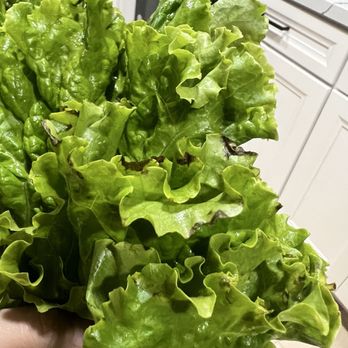 Pho Tam & Grill - These lettuce should not be served. - Vietnamese Near Me - El Cajon, California Pho Tam & Grill - These lettuce should not be served. - Vietnamese Near Me - El Cajon, California