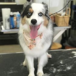 Misty's Grooming and Boutique - Jax getting groomed at Mistys