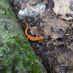 Abram S Hewitt State Forest