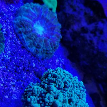 Oceanlife Aquariums - Aquarium Services Near Me - Houston, Texas Oceanlife Aquariums - Aquarium Services Near Me - Houston, Texas