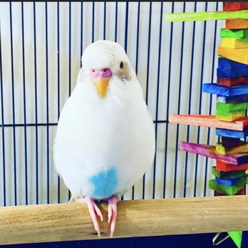 Petco - My Joe Joe - Pet Stores Near Me - Oneonta, New York