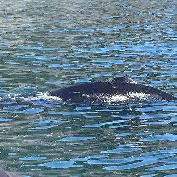 Kenai Fjords Tours - Hump back whale mamma and baby - Boat Tours Near Me - Seward, Alaska