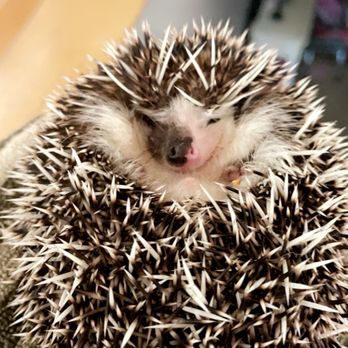 Boston Hedgehogs - Preston - Pet Adoption Near Me