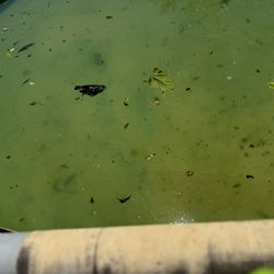Smock It Pool Service