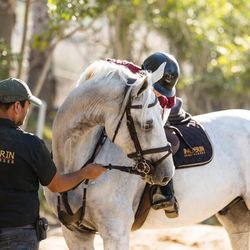 Alderin Sporthorses