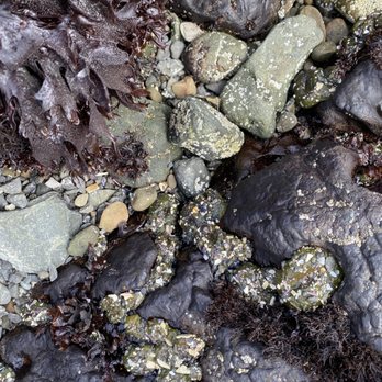 MacKerricher State Park - Parks Near Me - Fort Bragg, California