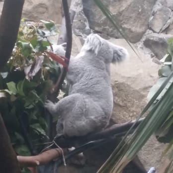 Edinburgh Zoo - Zoos Near Me - Edinburgh, EDH
