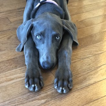 PetSmart - Elizabeth taught us all the tricks, including how to lay down!!! - Pet Stores Near Me - Reston, Virginia PetSmart - Elizabeth taught us all the tricks, including how to lay down!!! - Pet Stores Near Me - Reston, Virginia