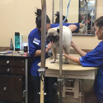 PetSmart - They were trying to get his nails done! Took two of them but they were so patient!!!! - Pet Training Near Me - El Paso, Texas PetSmart - They were trying to get his nails done! Took two of them but they were so patient!!!! - Pet Training Near Me - El Paso, Texas
