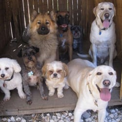 Pets Are My Family