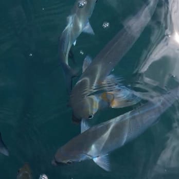 Kauai Sea Tours - A lot of fishes just inches below he surface, where we dropped anchor for snorkel. - Boating Near Me - Eleele, Hawaii