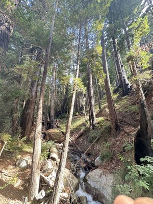 Julia Pfeiffer Burns State Park by null