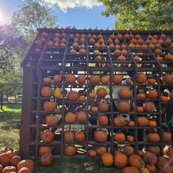 Konow's Corn Maze - Wall of pumpkins to purchase