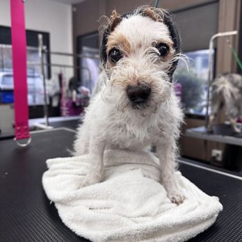 Pawlished Paws Boutique & Spa - Blooper - fluffy kiddo! - Pet Stores Near Me - Riverside, California