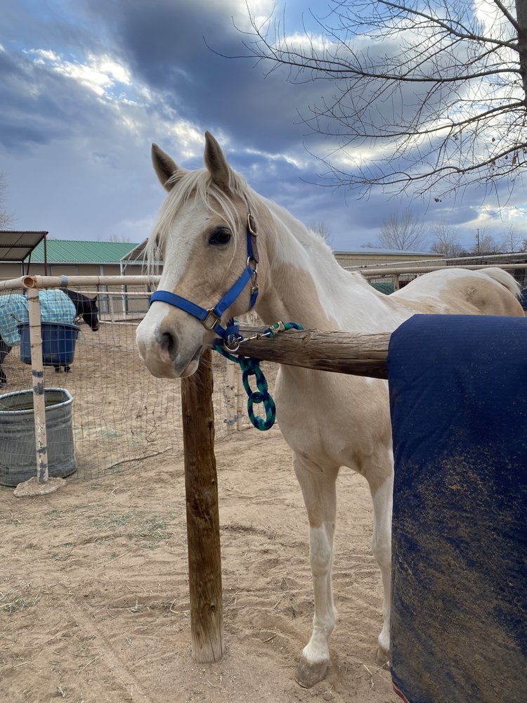 Applewood Equine - equestrian in Corrales, NM