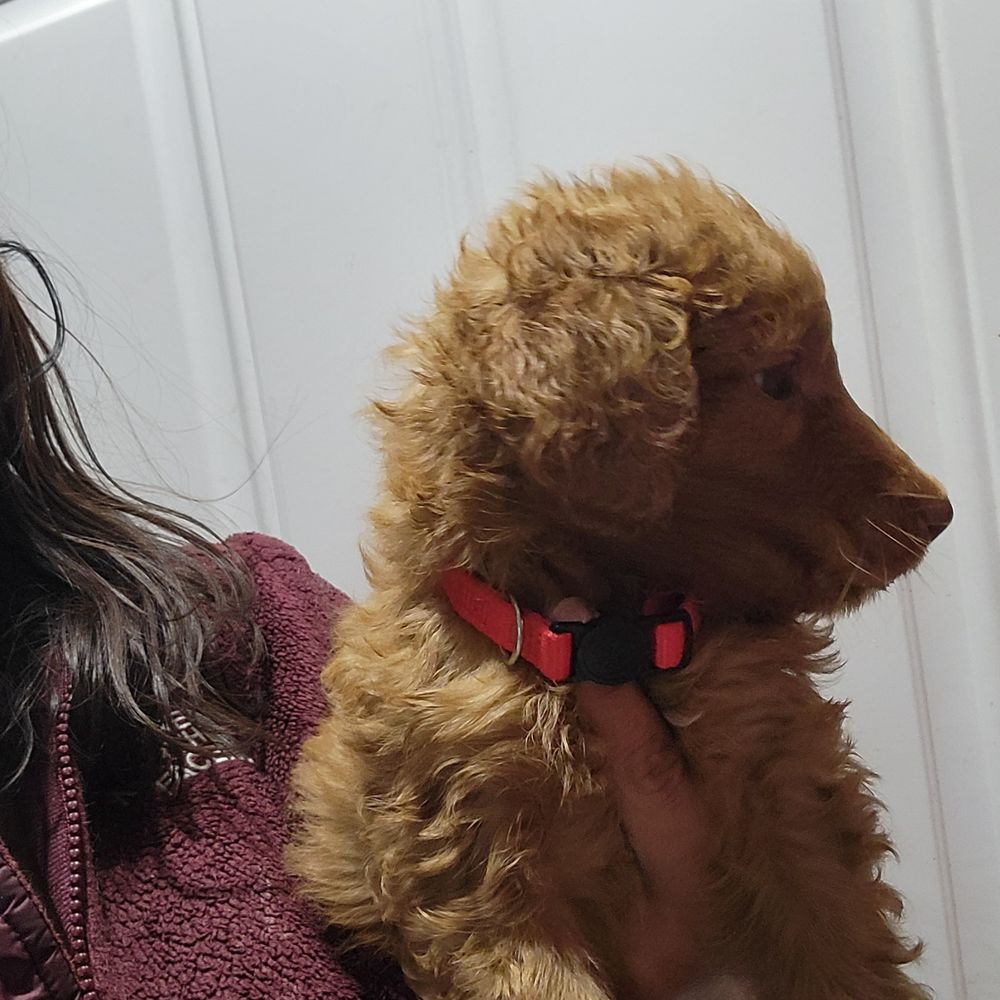 Milwaukee Doodles - pet boarding facility in Muskego, WI