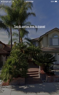 Golden Gate Palms by null