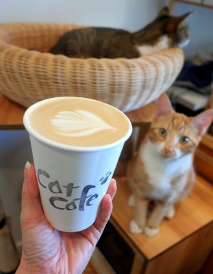 Cat Cafe on Whyte by null